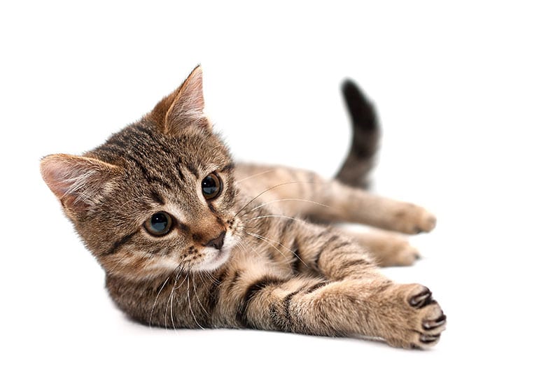 Tan kitten: Veterinary Discounts in Houston