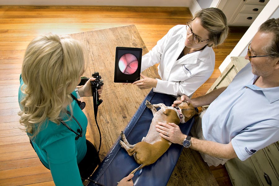 Vet examining a dog: Veterinary Services in Houston