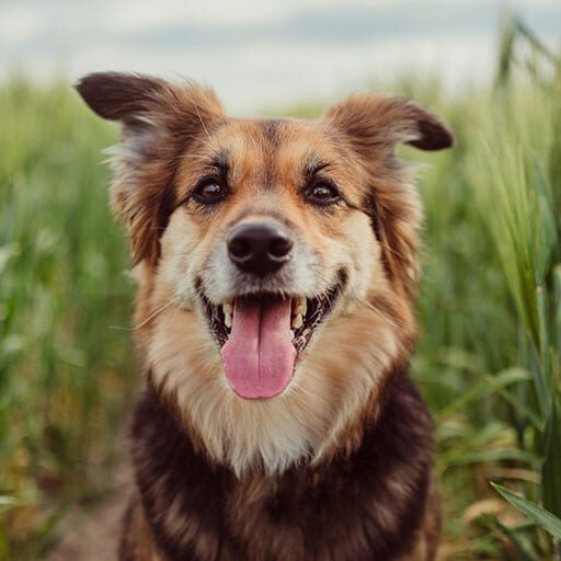 Smiling dog outside: Veterinary Testimonials in Houston